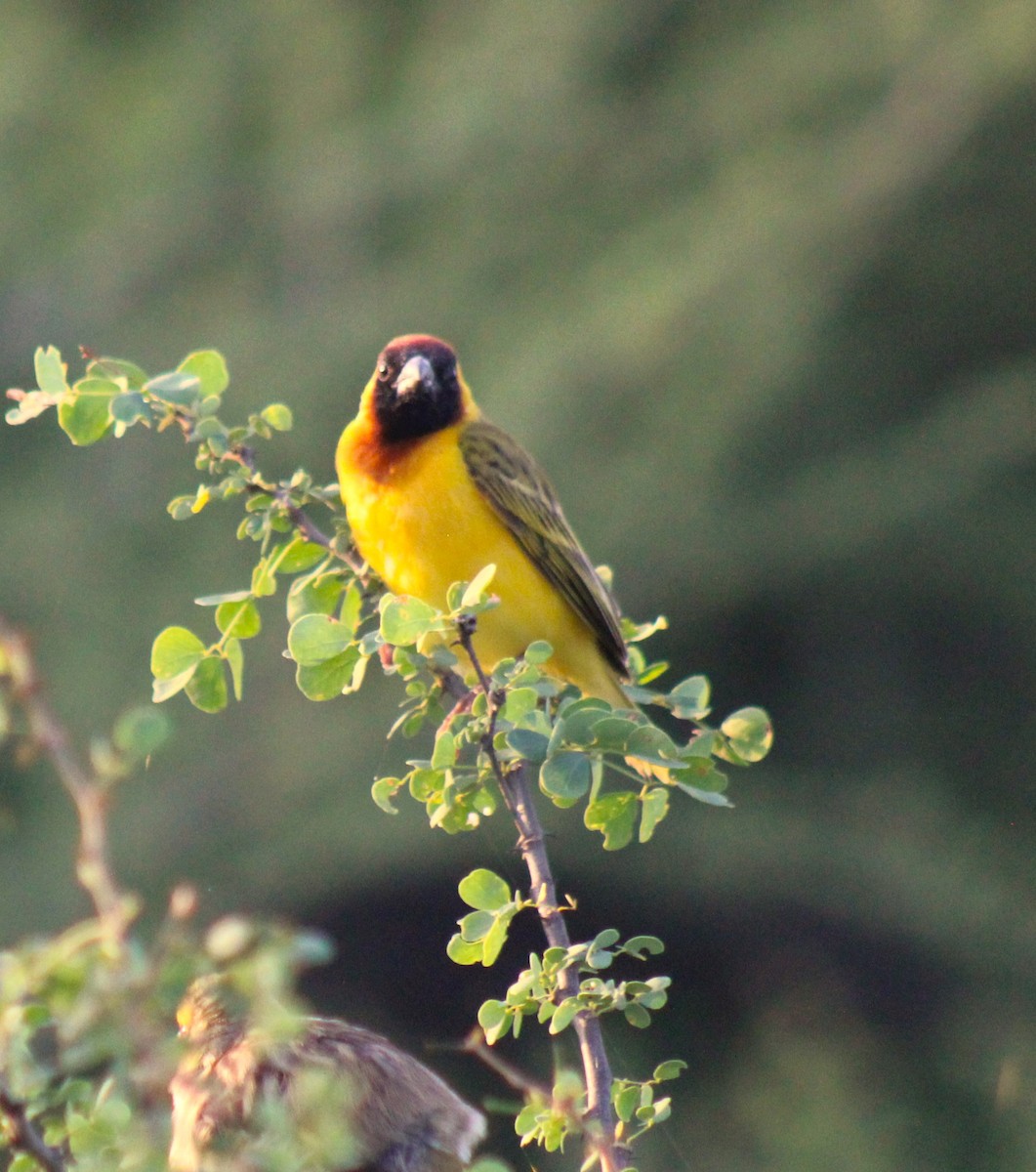 Northern Masked-Weaver - ML620746851