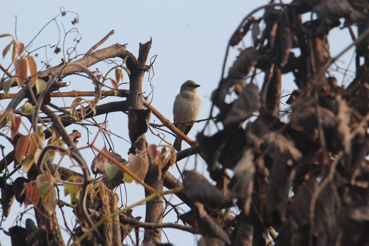 Yellow-throated Sparrow - ML620746854