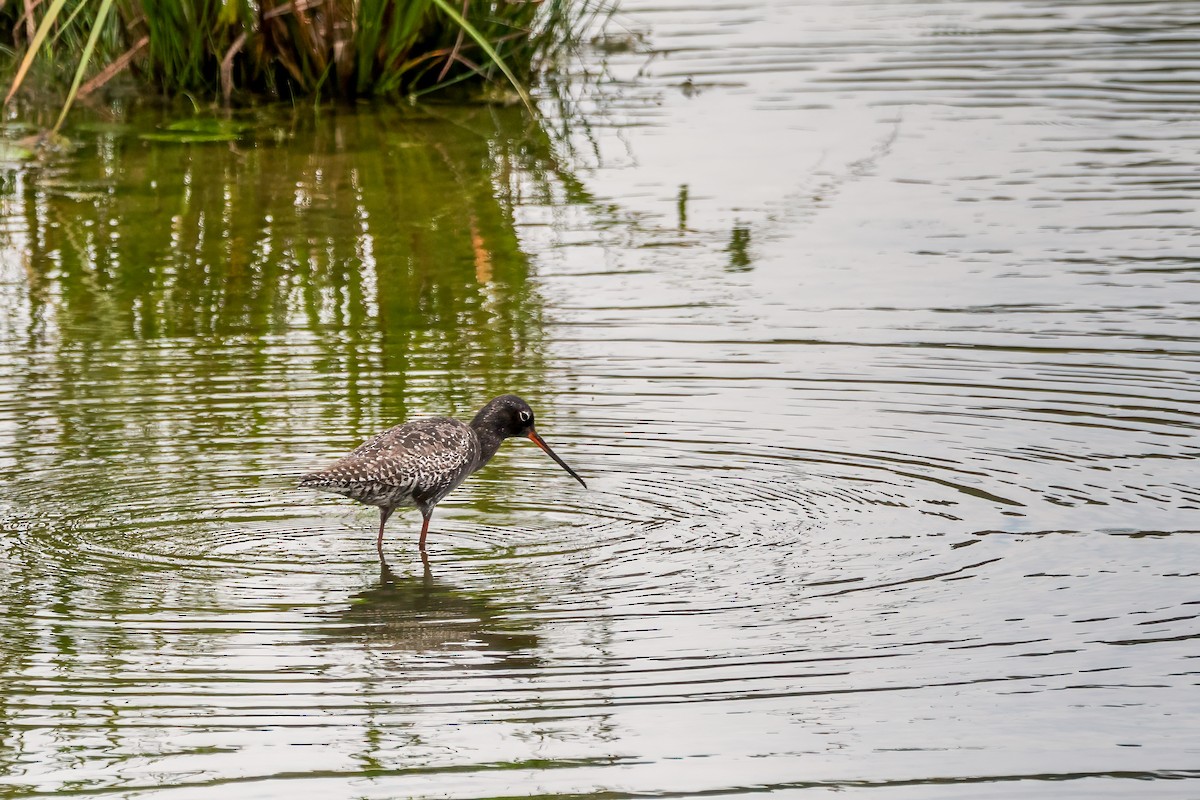 Spotted Redshank - ML620746856