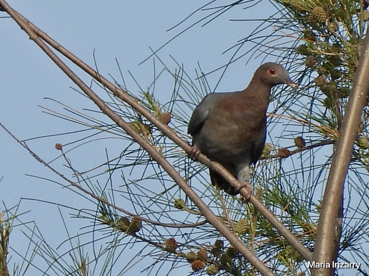 Scaly-naped Pigeon - ML620746864