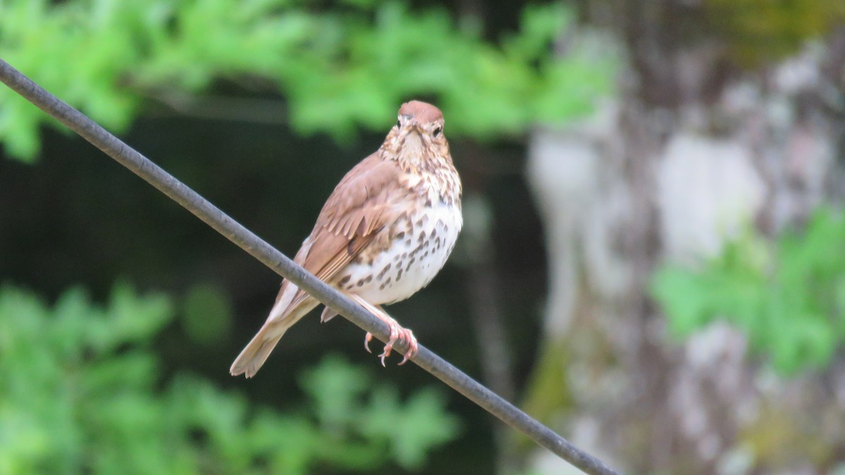 Song Thrush - ML620746865