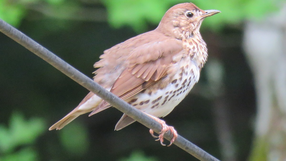 Song Thrush - ML620746866