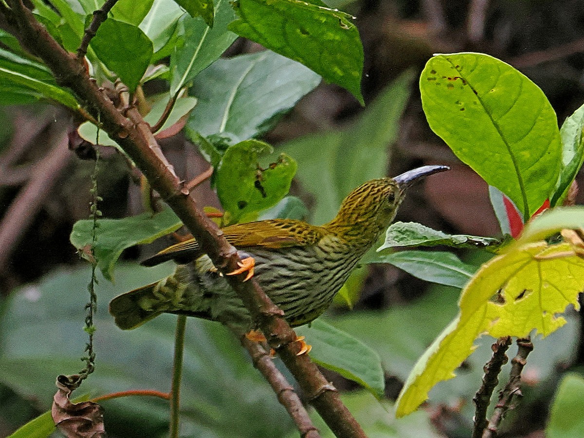 Streaked Spiderhunter - ML620746867