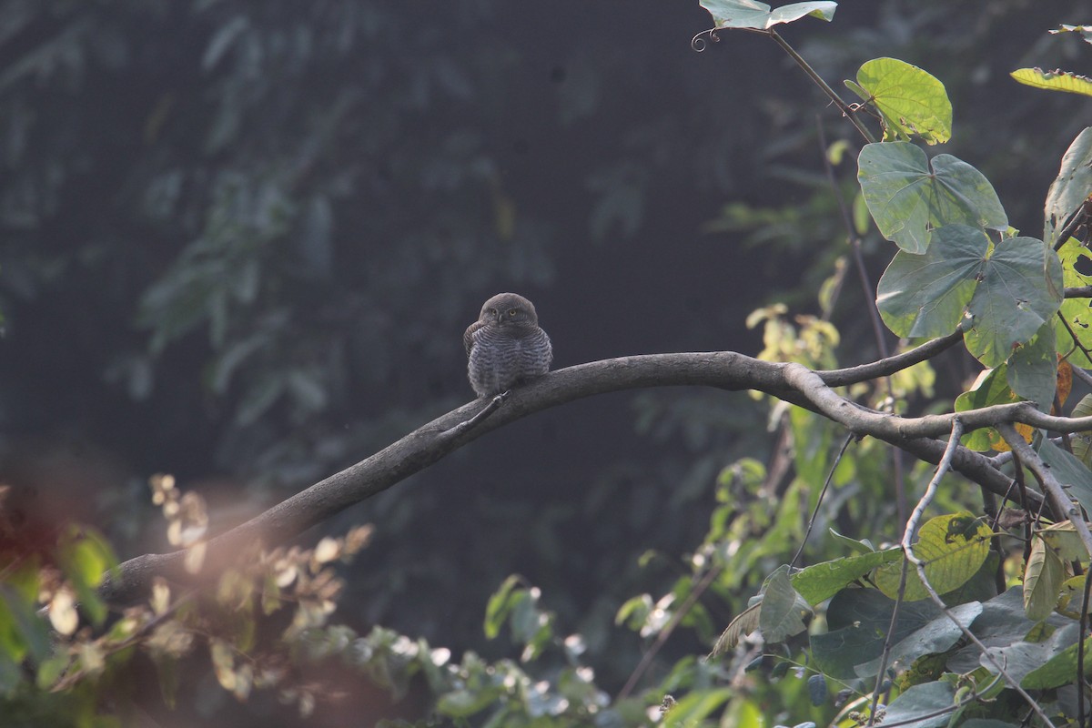 Jungle Owlet - ML620746880