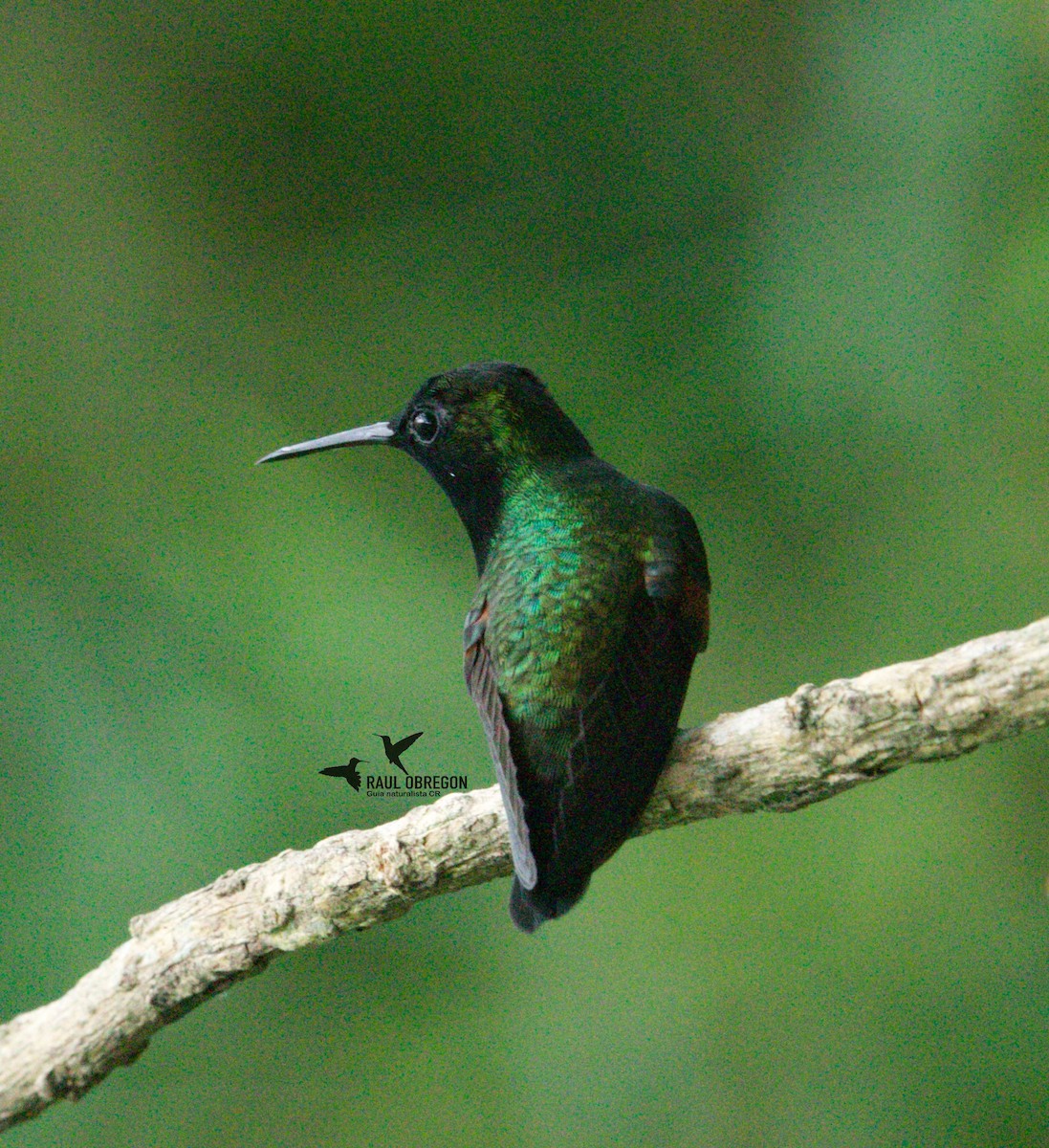 Black-bellied Hummingbird - ML620746891