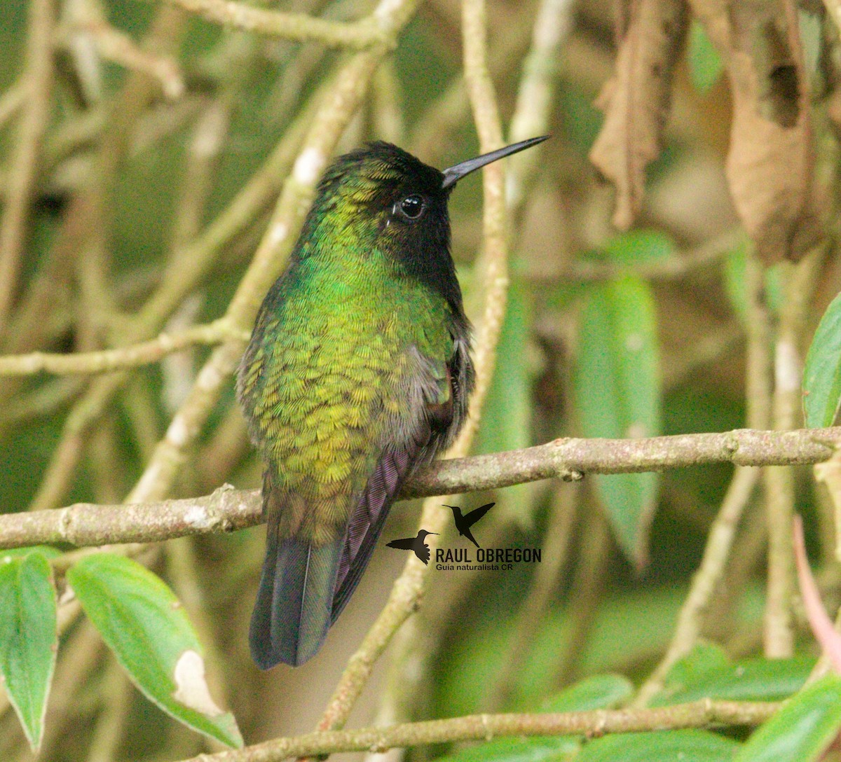 kolibřík kostarický - ML620746892