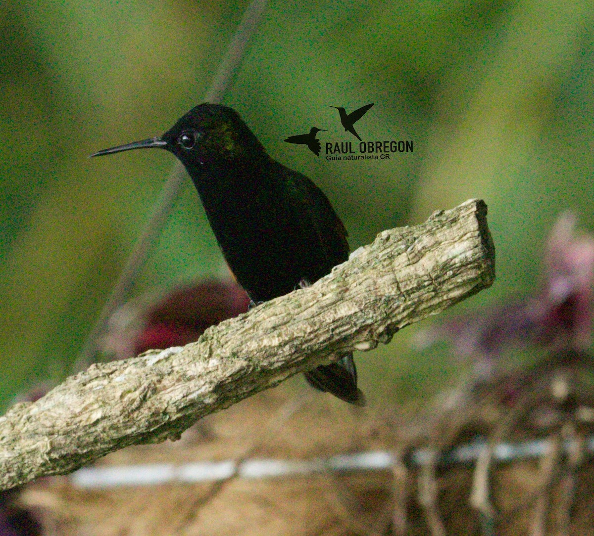 Black-bellied Hummingbird - ML620746893