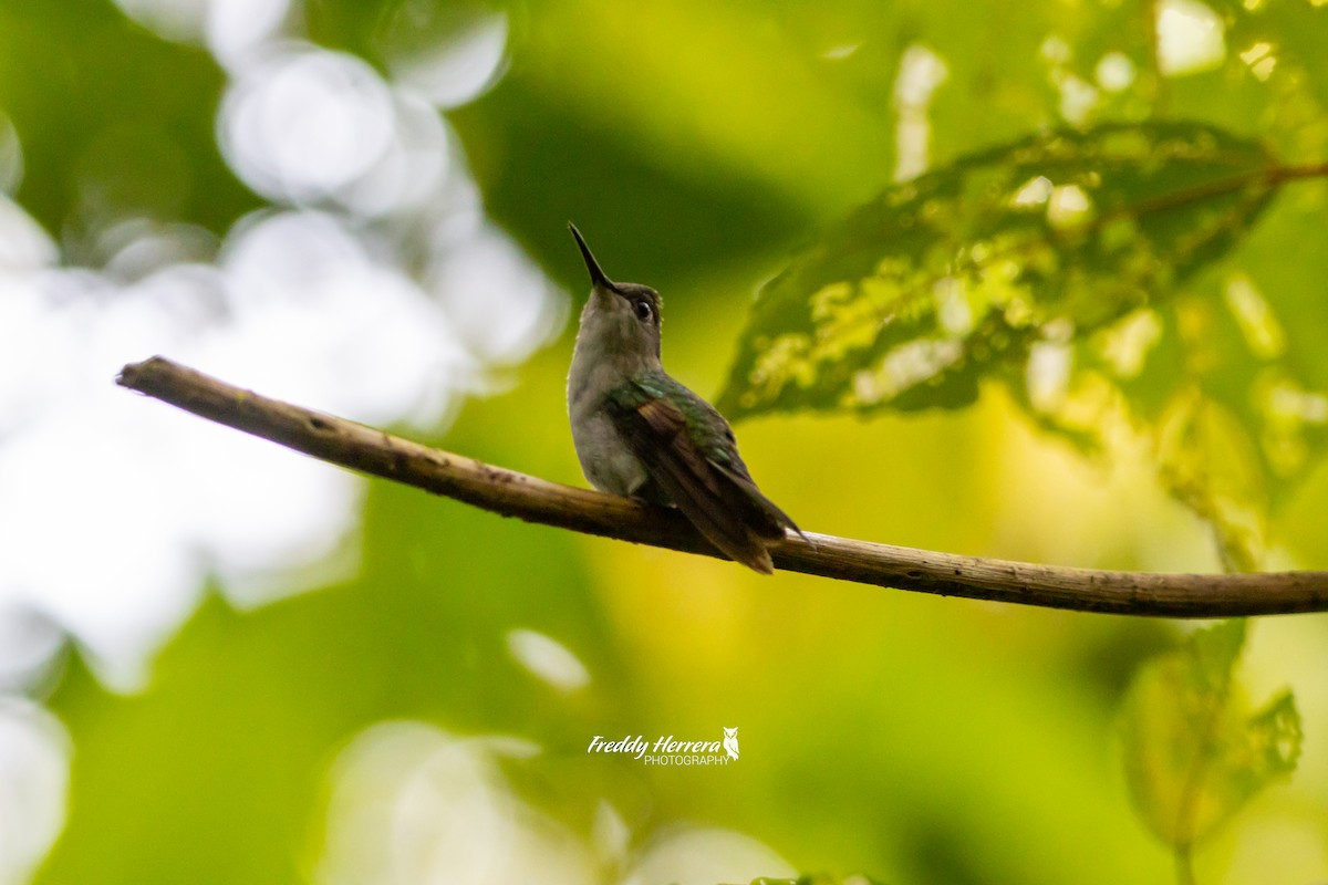 Black-bellied Hummingbird - ML620746898