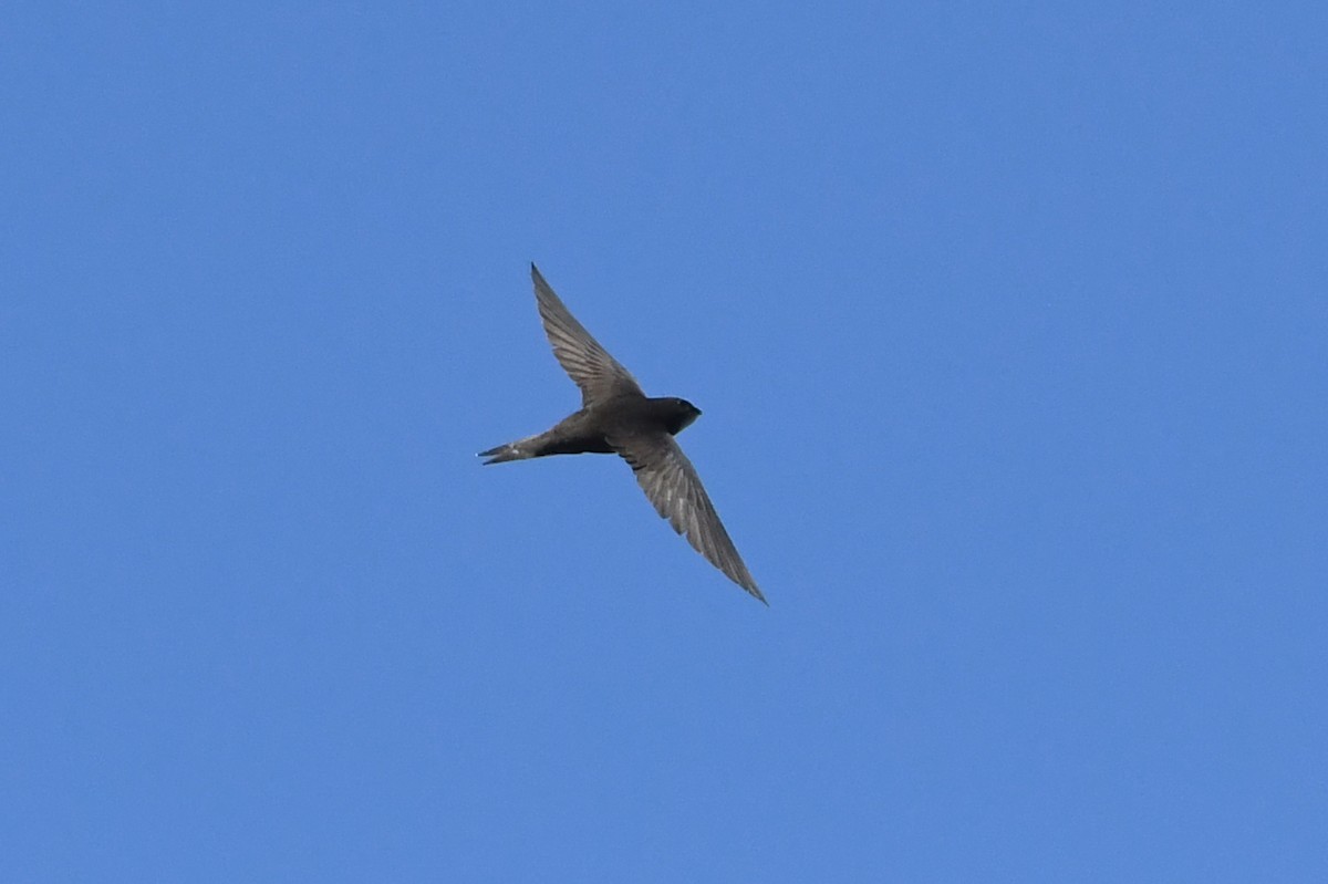 Common Swift - ML620746921