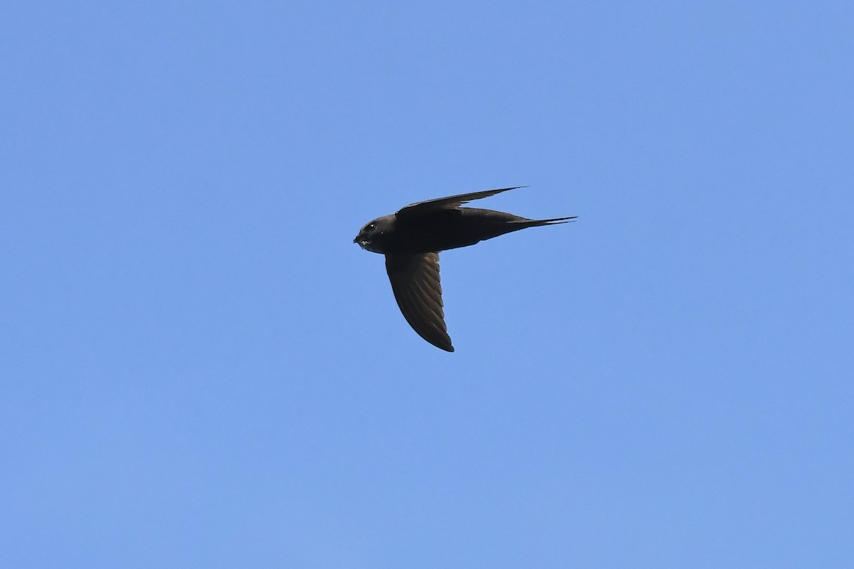 Common Swift - ML620746923