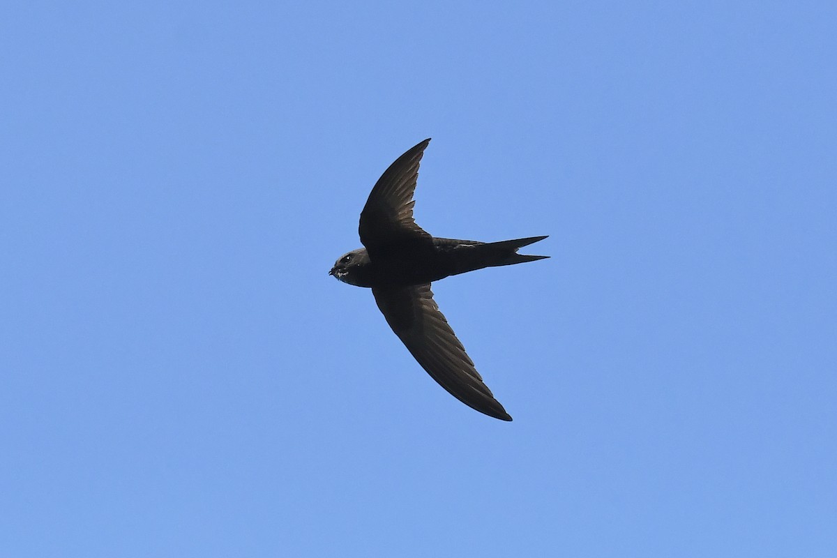 Common Swift - ML620746924