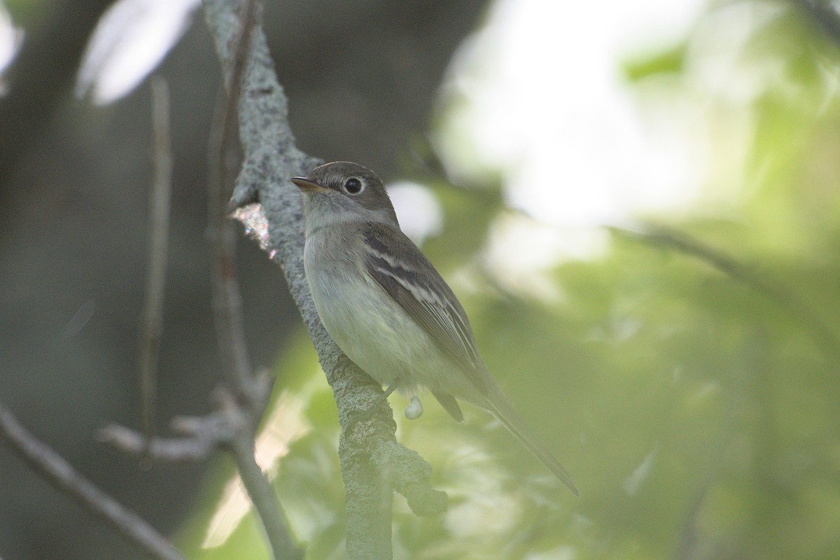 Least Flycatcher - ML620746928