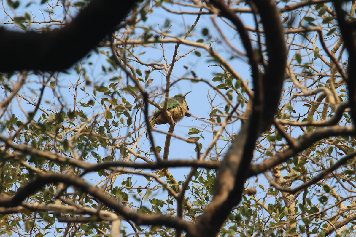 Blue-bearded Bee-eater - Karthick VS