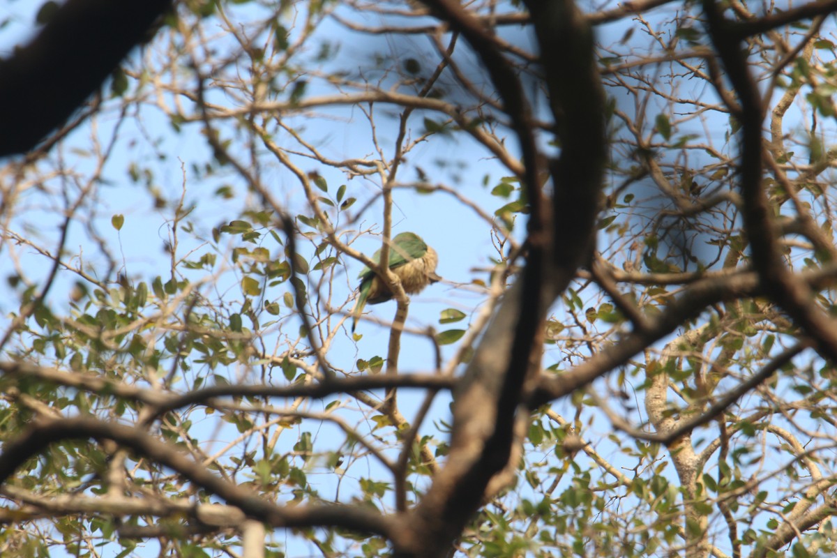 Blue-bearded Bee-eater - Karthick VS