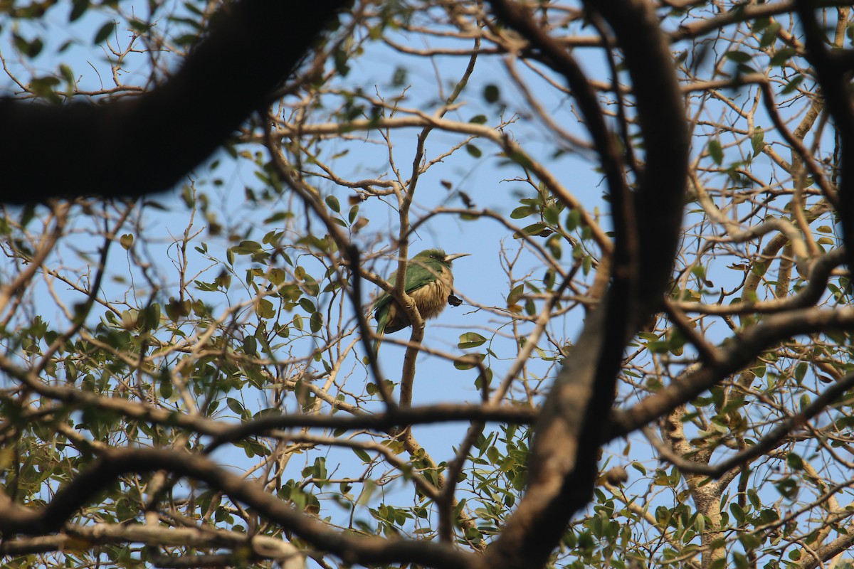 Blue-bearded Bee-eater - ML620746939