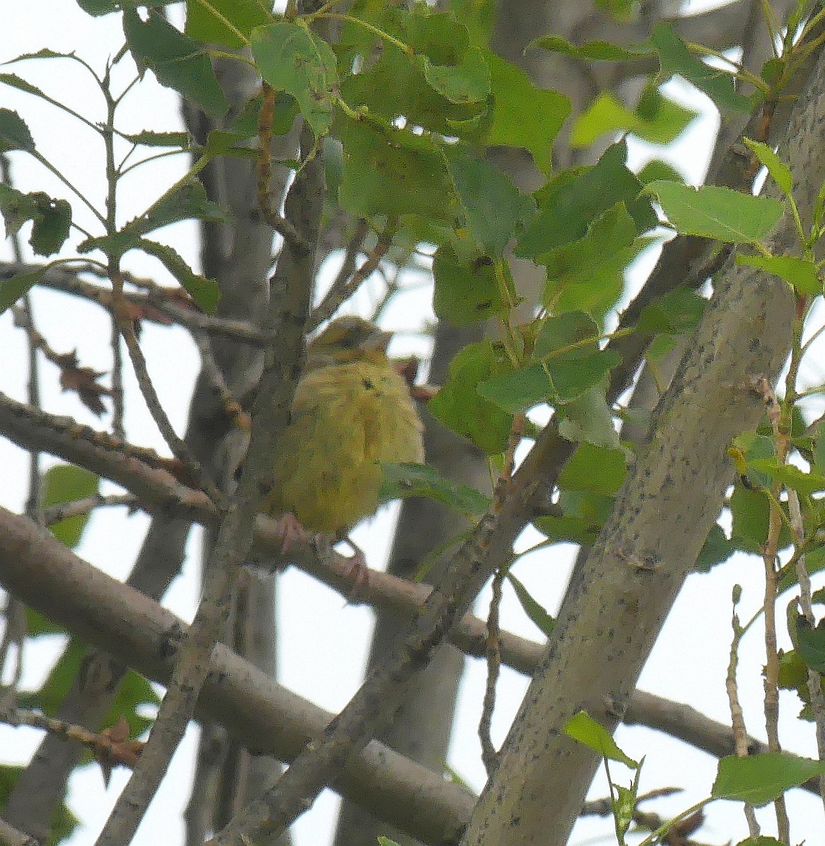 European Greenfinch - ML620746944