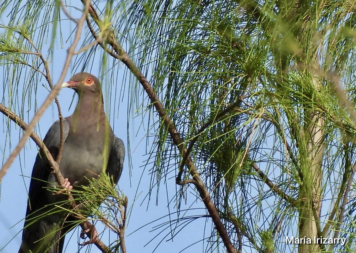 Scaly-naped Pigeon - ML620746974