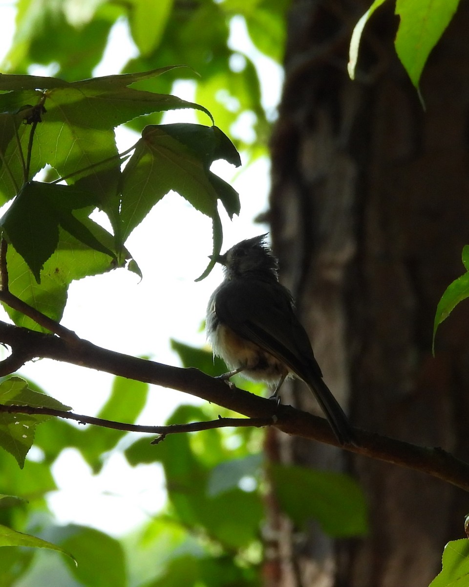 Tufted Titmouse - ML620746975