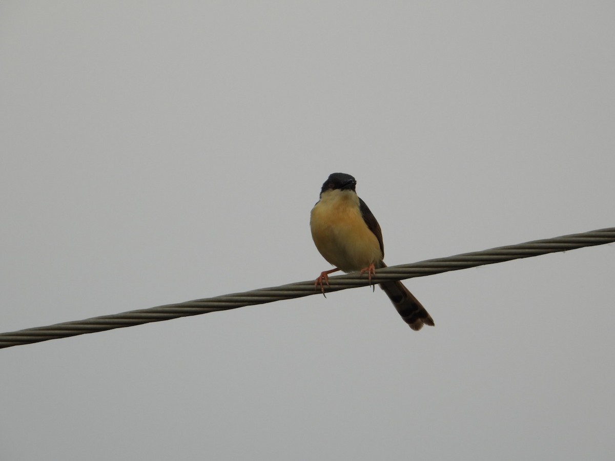 Ashy Prinia - VANDANA MOON