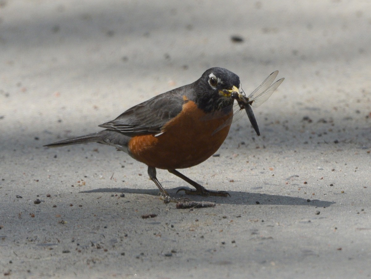 American Robin - ML620746977