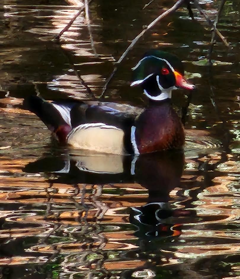 Wood Duck - ML620746990