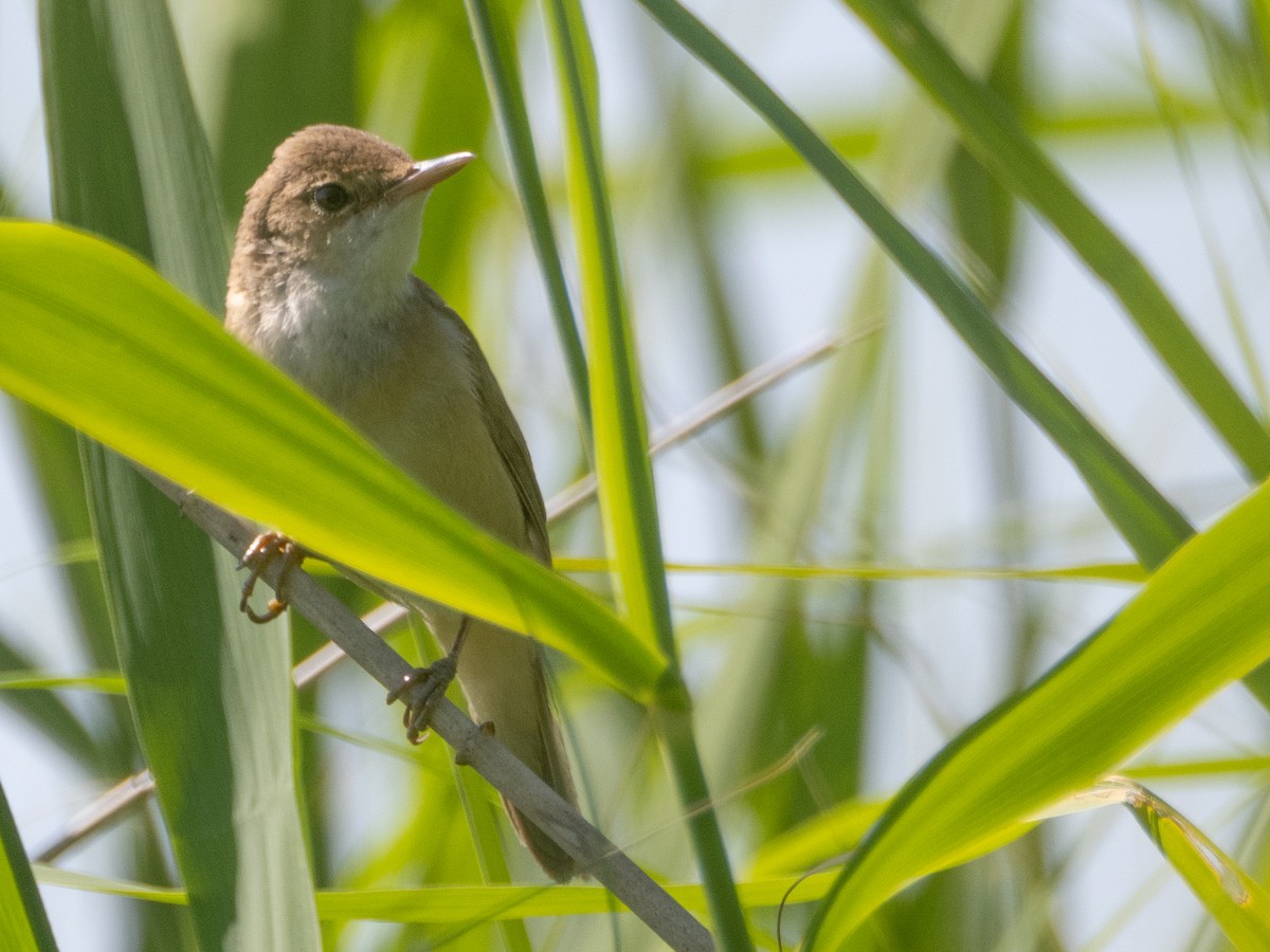 Common Reed Warbler - ML620746994