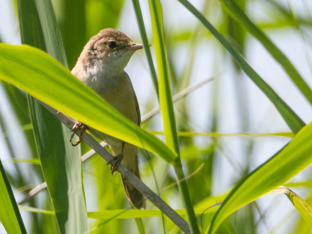 Common Reed Warbler - ML620746995