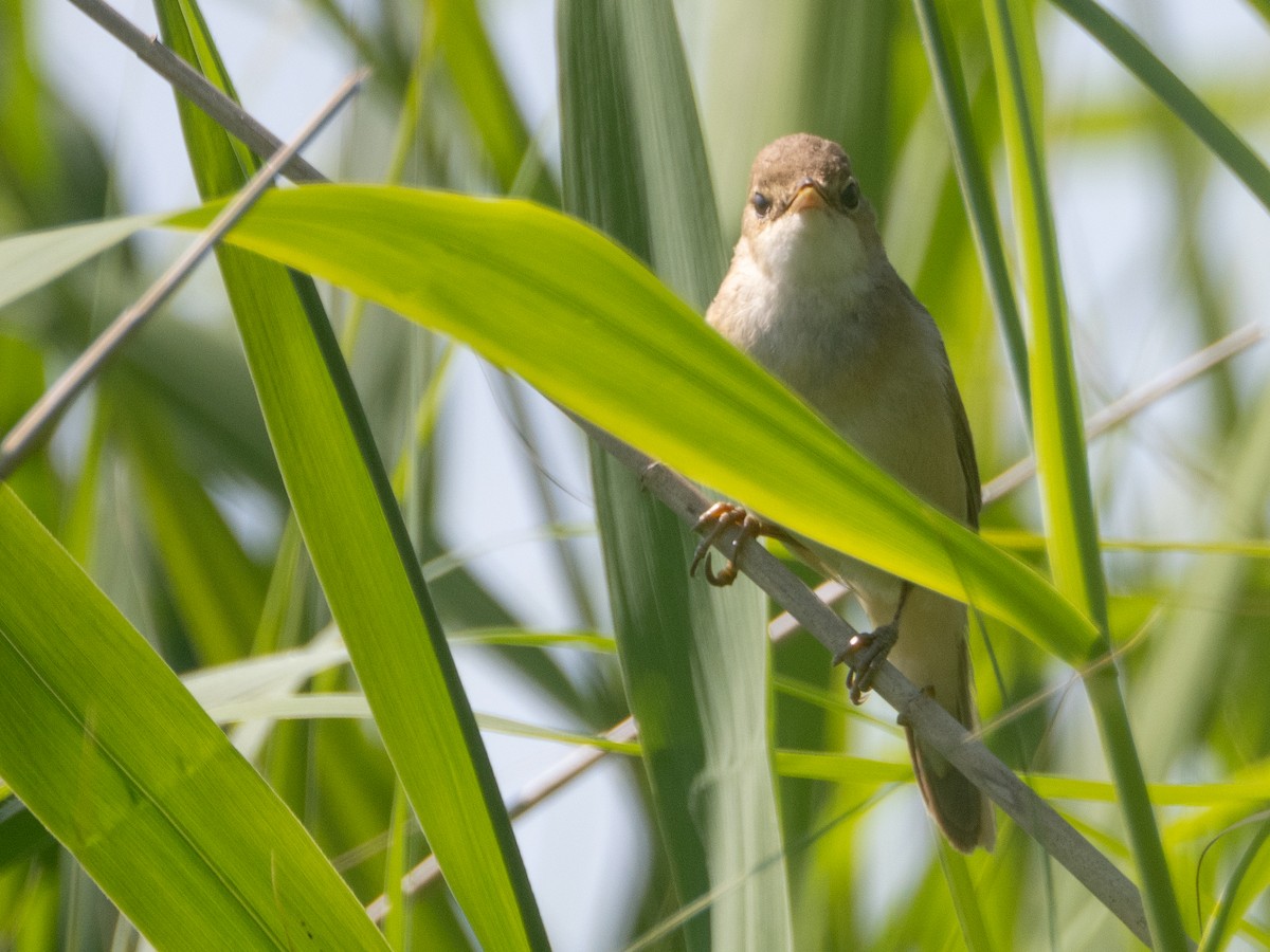 Common Reed Warbler - ML620746996