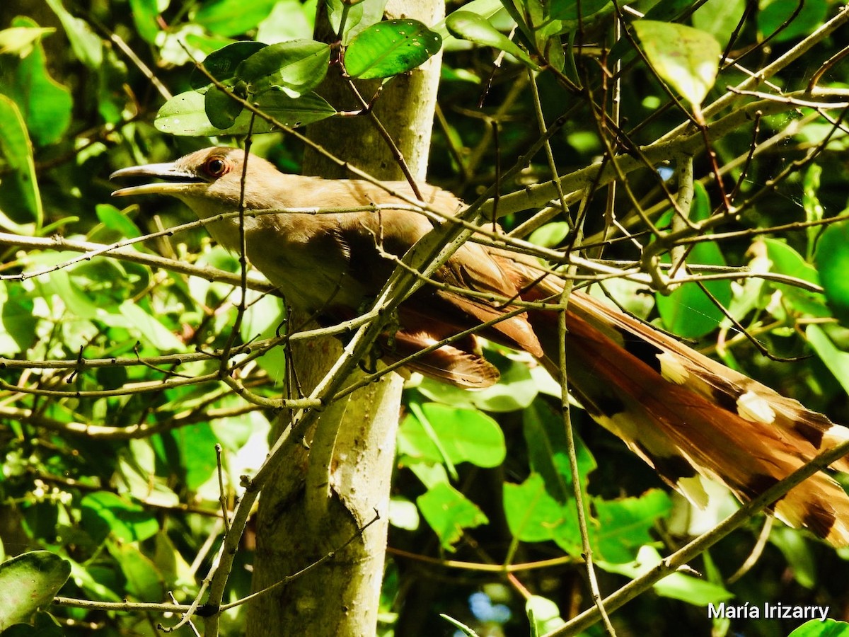 Puerto Rican Lizard-Cuckoo - ML620746998