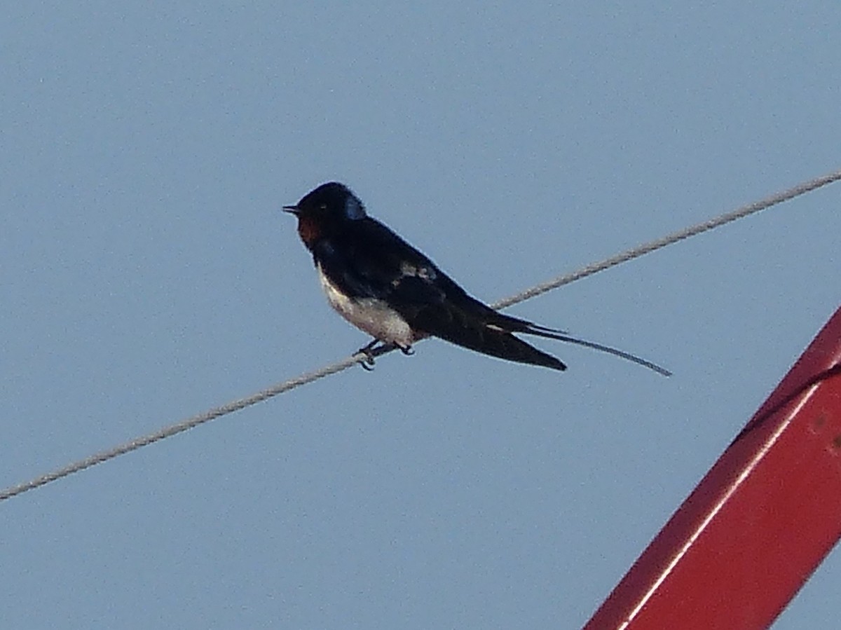 Barn Swallow - ML620747004