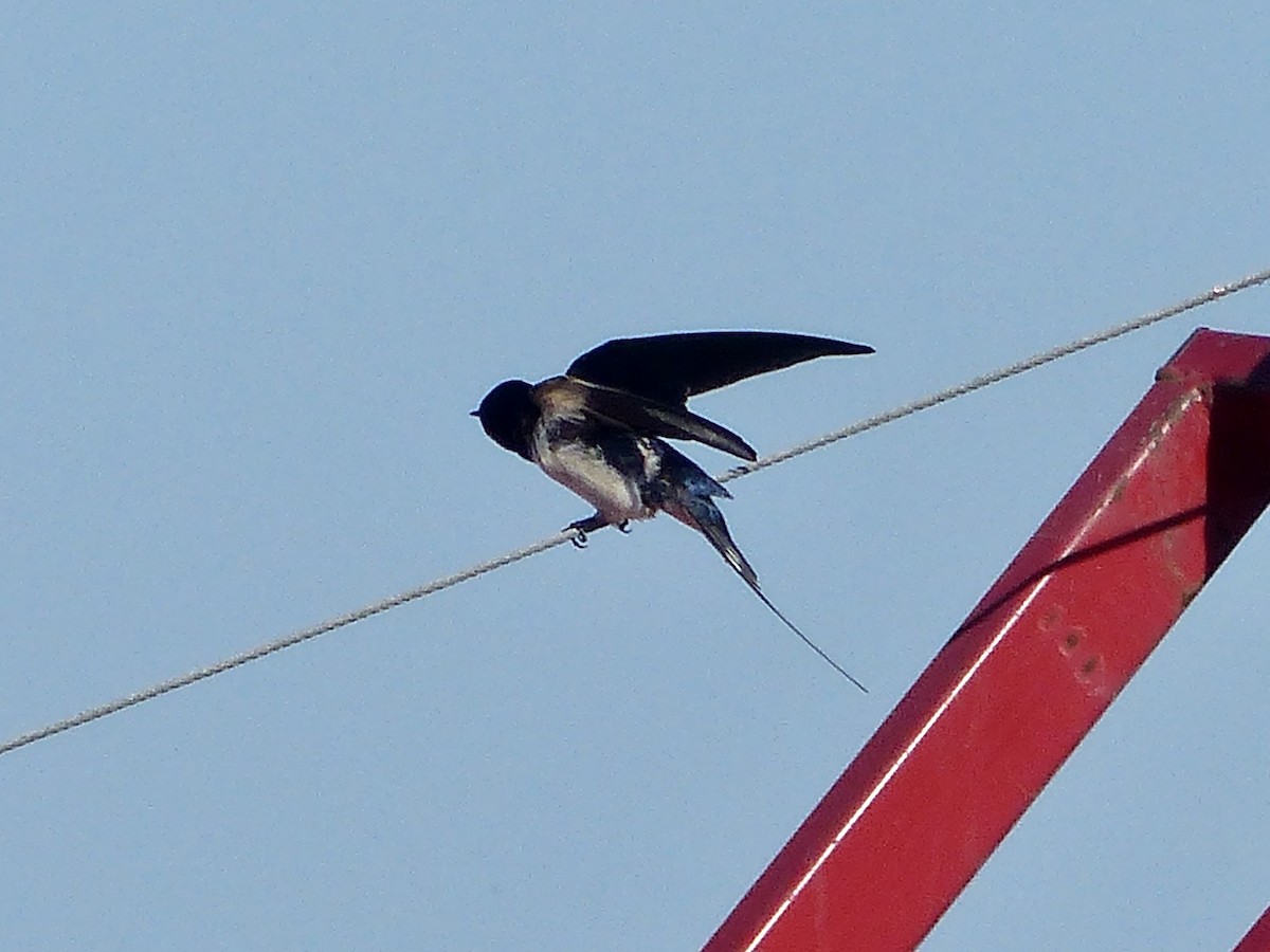 Barn Swallow - ML620747005