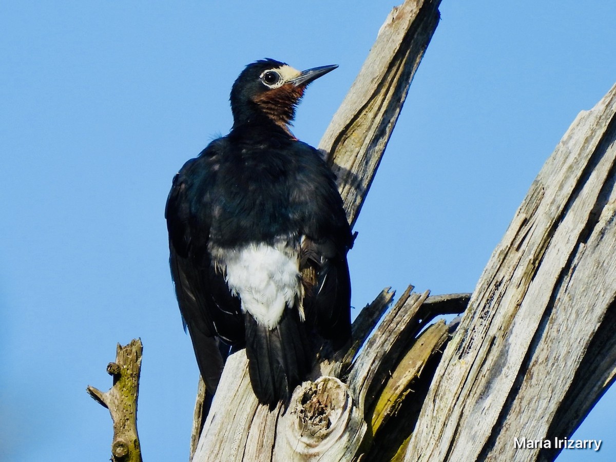 Puerto Rican Woodpecker - ML620747013