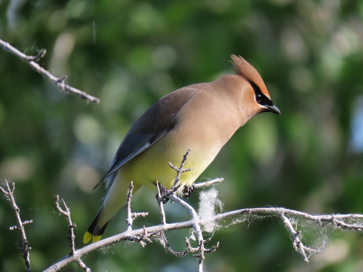 Cedar Waxwing - ML620747026