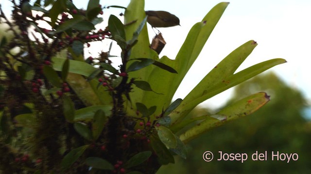 Tennessee Warbler - ML620747031