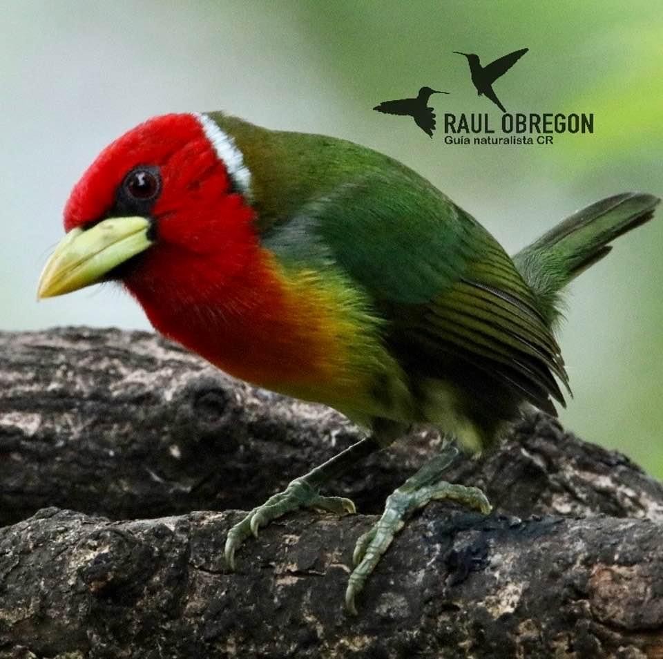 Red-headed Barbet - ML620747035