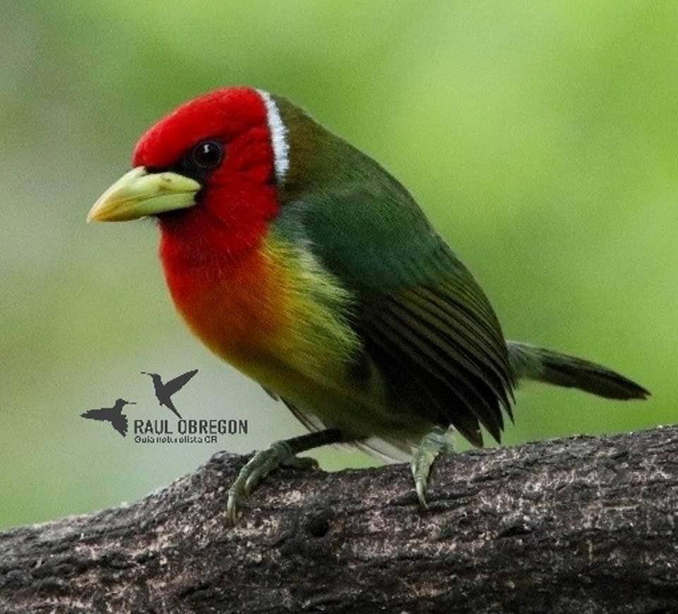 Red-headed Barbet - ML620747038