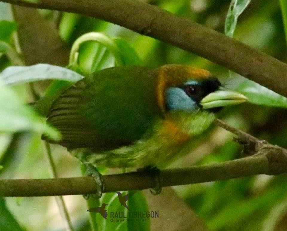 Red-headed Barbet - ML620747039