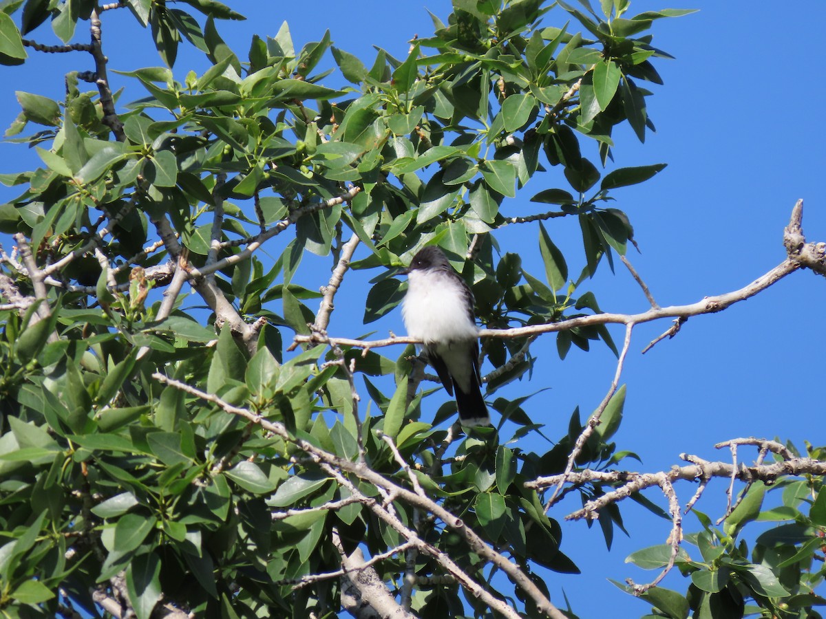 Eastern Kingbird - ML620747041