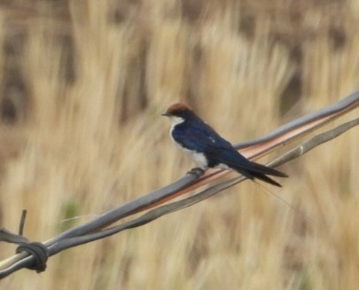 Wire-tailed Swallow - ML620747042