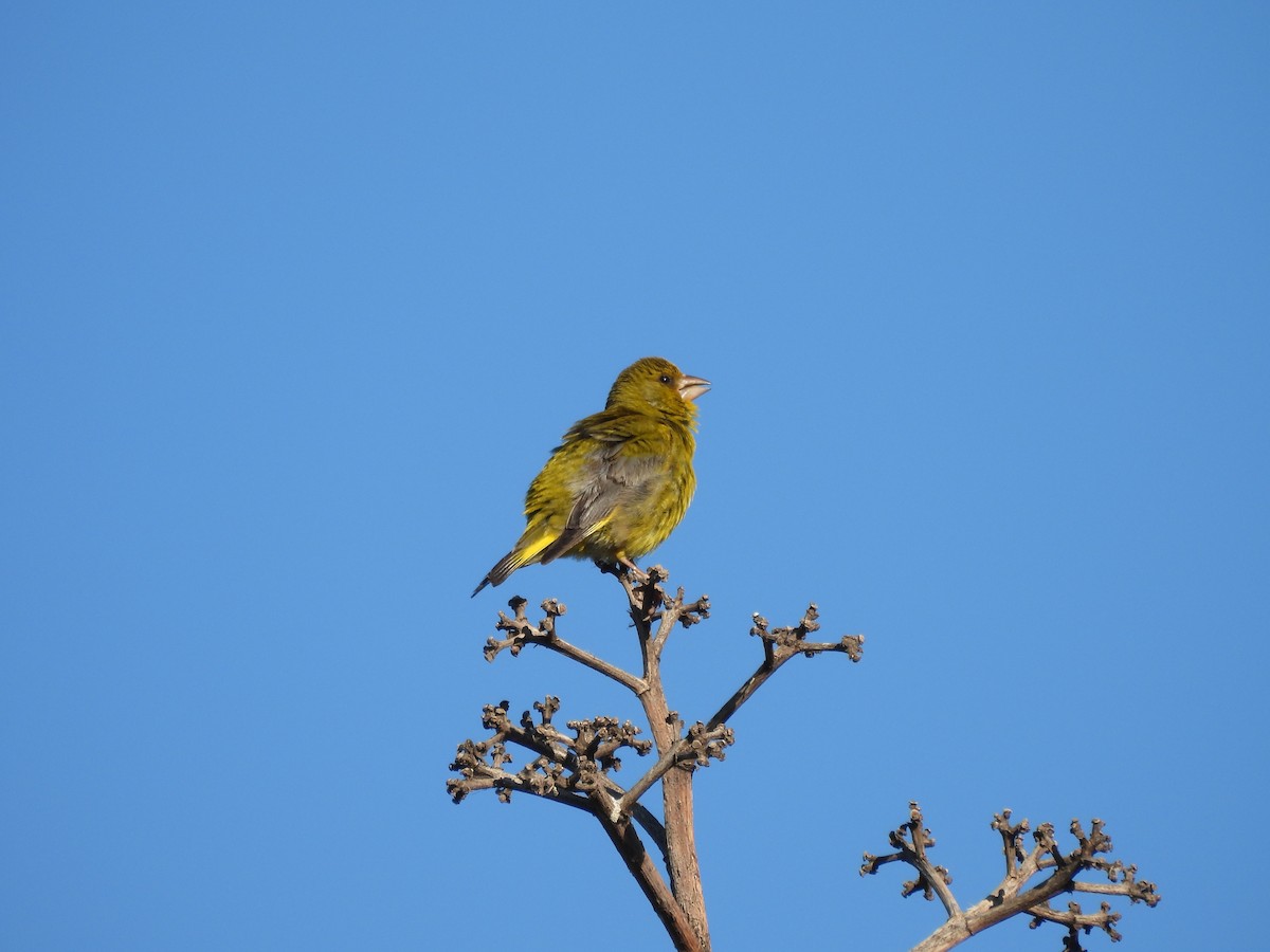 European Greenfinch - George Ford