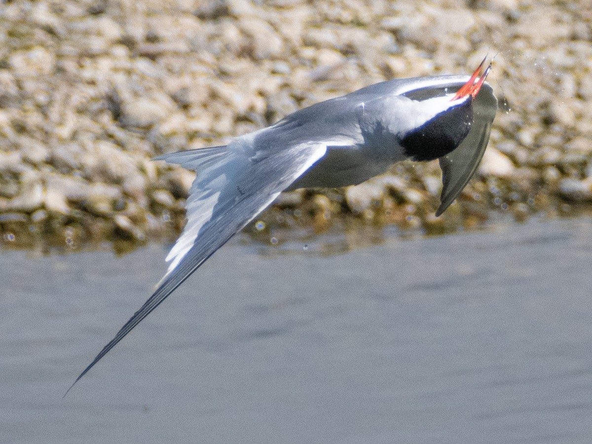 Common Tern - ML620747050