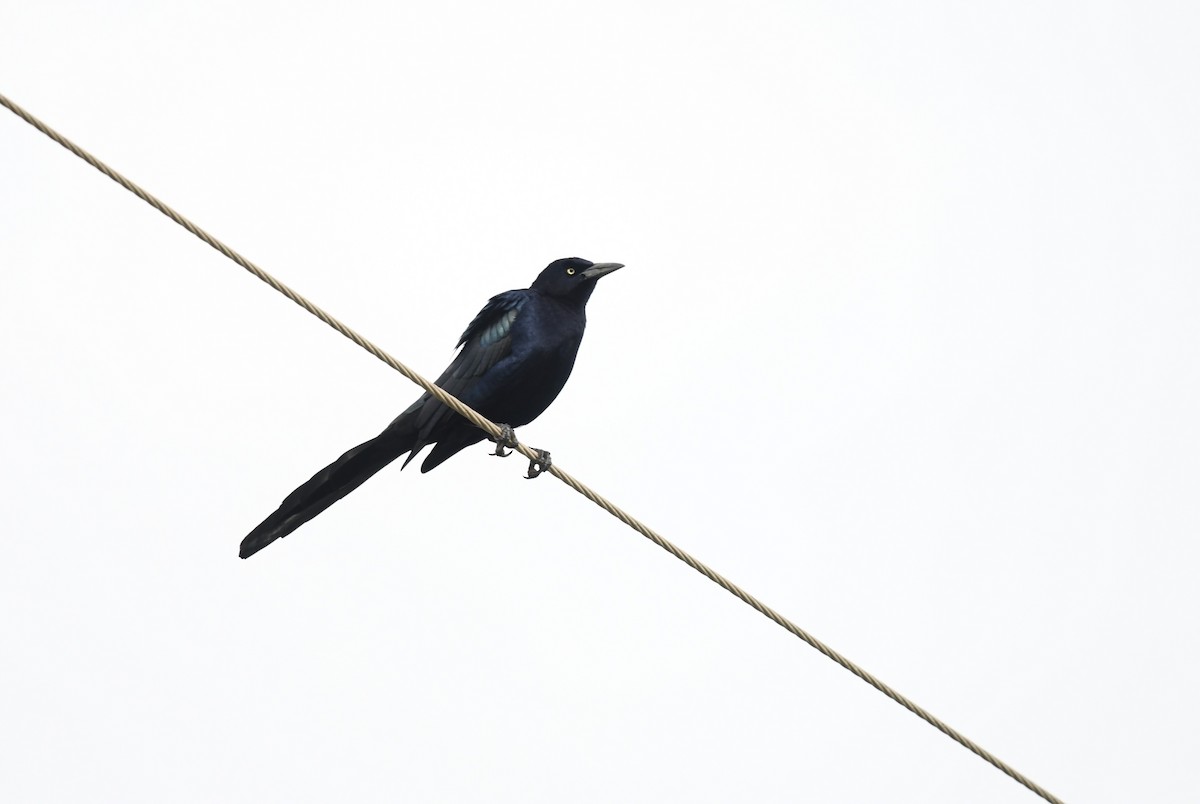 Great-tailed Grackle - ML620747072