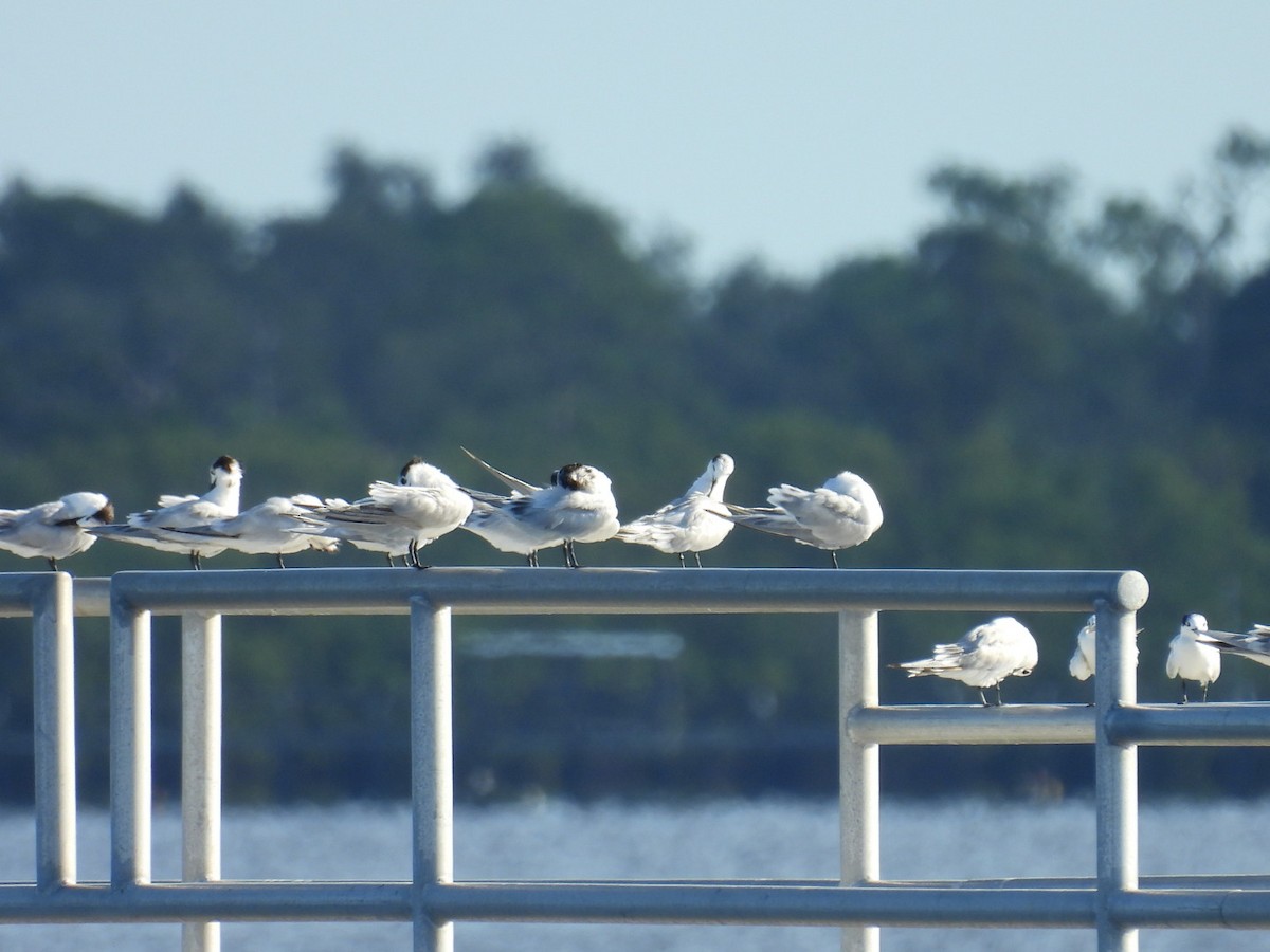 Sandwich Tern - ML620747073