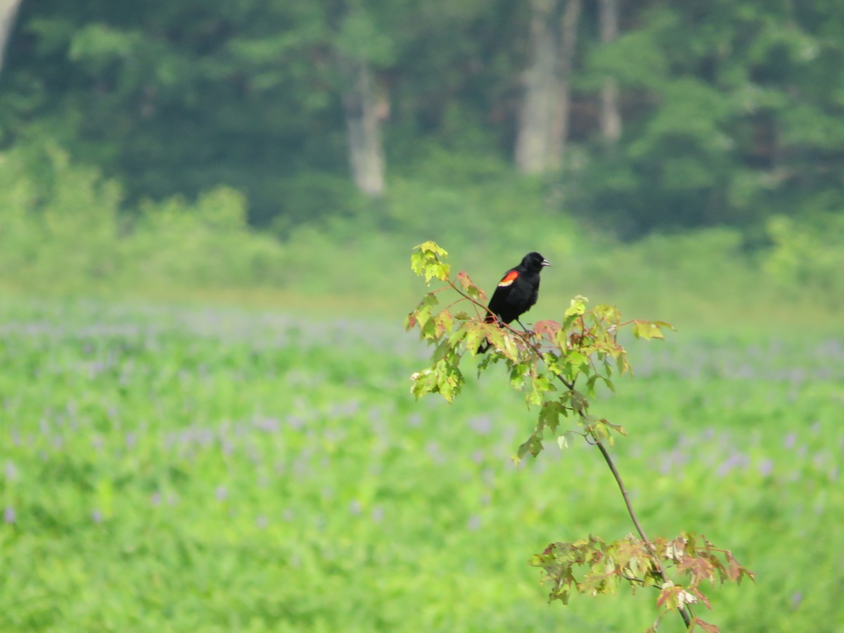 Red-winged Blackbird - ML620747081