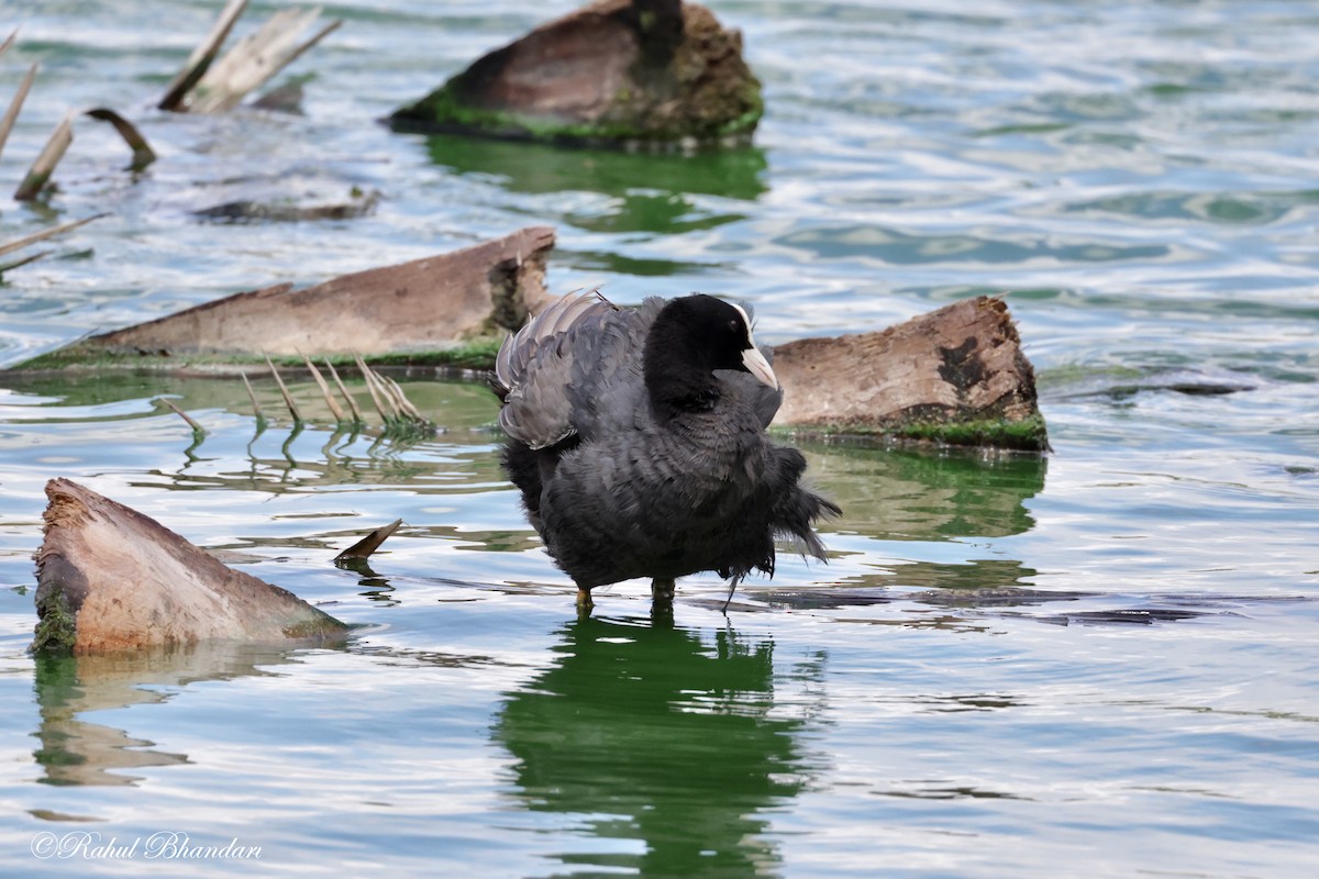 Eurasian Coot - ML620747082