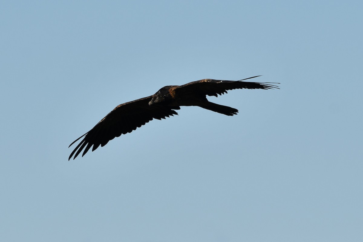 Bearded Vulture - ML620747083