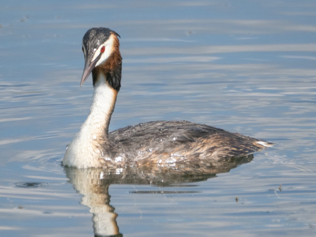 Great Crested Grebe - ML620747085