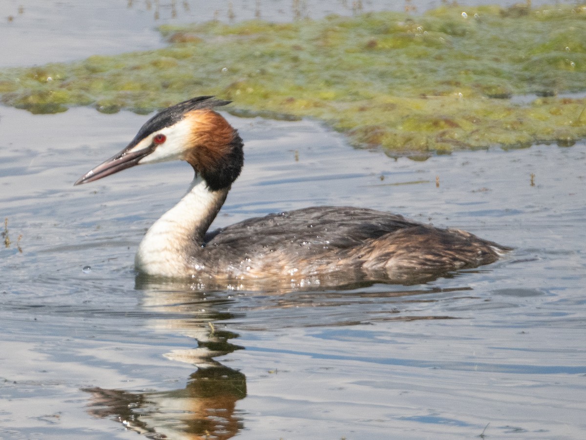 Great Crested Grebe - ML620747086