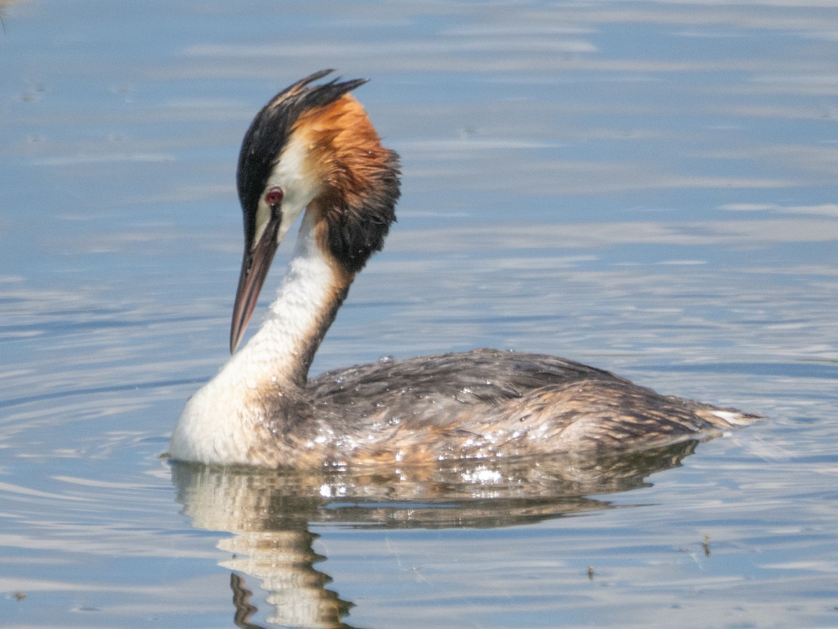 Great Crested Grebe - ML620747087