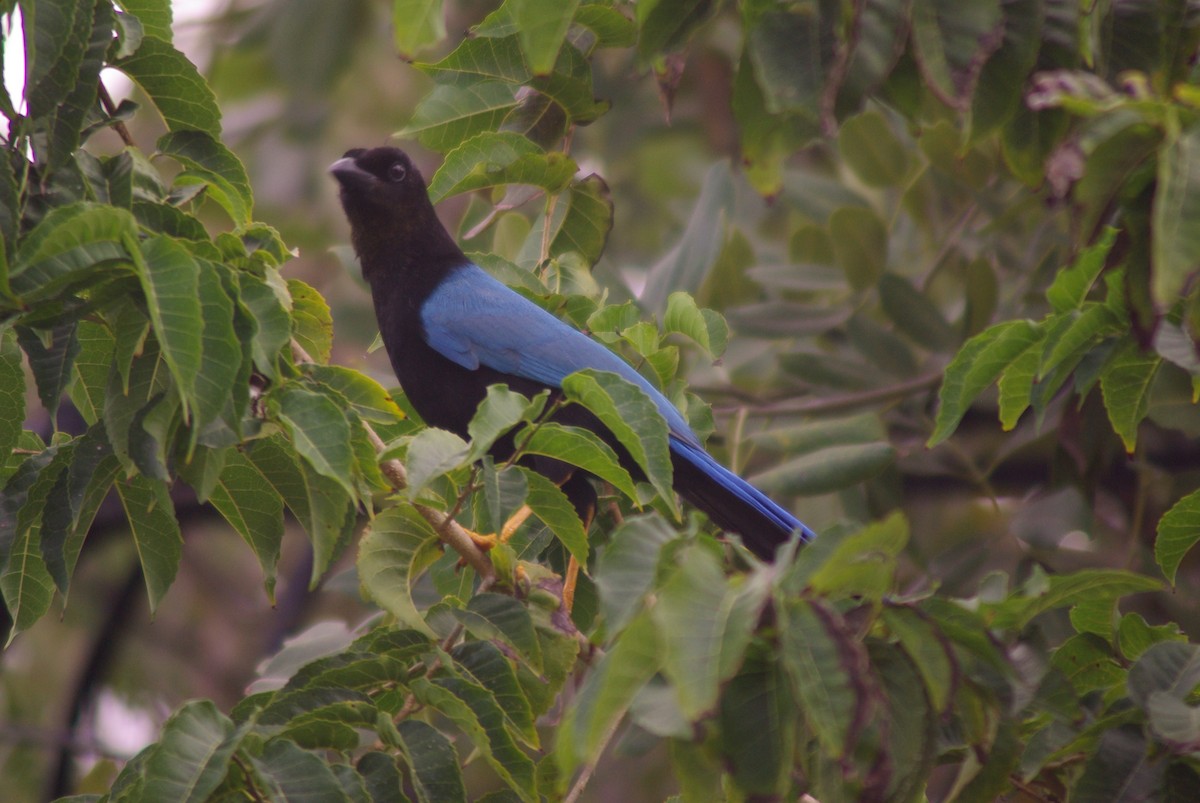 Yucatan Jay - ML620747089